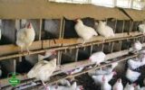 احتمال افزایش قیمت مرغ / رها سازی جوجه ها در بیابان