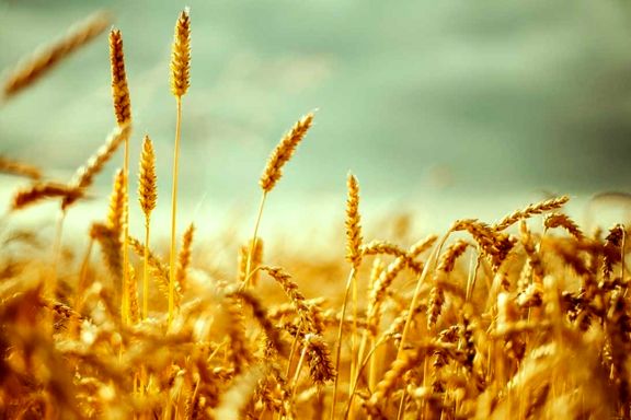 تولید ۷۰۰۰ کیسه گندم بذری توسط شبکه تعاون روستایی شهرستان اهواز