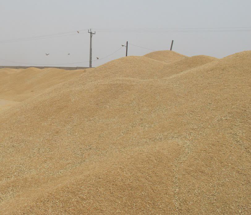 آغاز خرید گندم توسط تعاون روستایی خوزستان