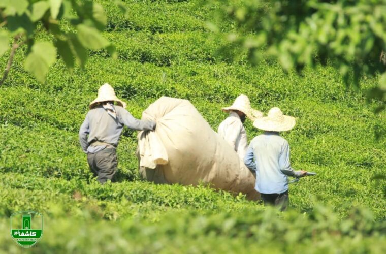 پرداخت ۵۸ درصدی بهای برگ سبز چای به چایکاران شمال کشور