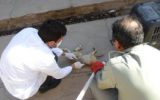 رئیس شبکه دامپزشکی کاشمر: یک قلاده روباه در شبکه دامپزشکی کاشمر درمان شد