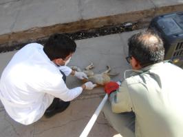 رئیس شبکه دامپزشکی کاشمر: یک قلاده روباه در شبکه دامپزشکی کاشمر درمان شد