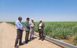 در بازدید مدیرعامل توسعه نیشکر از روند «داشت» مزارع نیشکر میرزا کوچک خان مطرح شد؛ تحقق کاهش مصرف آب در مزارع نیشکر با تغییر شیوه‌های آبیاری