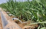 معاون کشاورزی کشت و صنعت میرزا کوچک‌خان خبر داد: افزایش ۲۰ درصدی بهره‌وری آب در مزارع نیشکر با مدیریت علمی