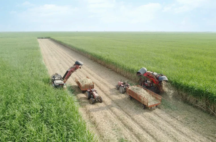 مدیرعامل شرکت توسعه نیشکر خبر داد: برداشت نیشکر از ابتدای فصل، ۱۰۰ درصد سبز انجام شده است/ امسال ناوگان برداشت نیشکر با ۹ هاروستر جدید تقویت شد مدیرعامل شرکت توسعه نیشکر خبر داد: برداشت نیشکر از ابتدای فصل، ۱۰۰ درصد سبز انجام شده است/ امسال ناوگان برداشت نیشکر با ۹ هاروستر جدید تقویت شد